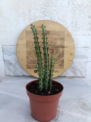Euphorbia knuthii #2