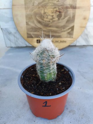 Oreocereus trollii #1