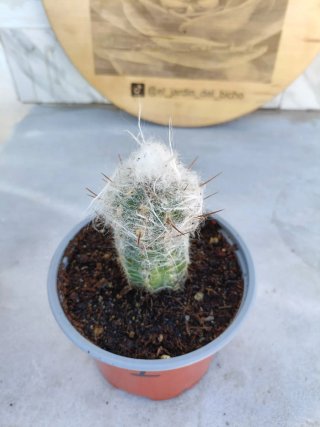 Oreocereus trollii #1