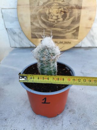Oreocereus trollii #1