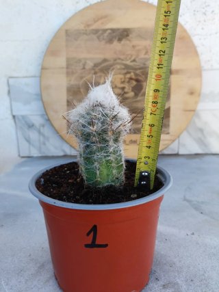 Oreocereus trollii #1