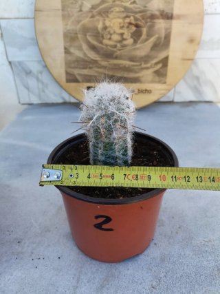 Oreocereus trollii #2