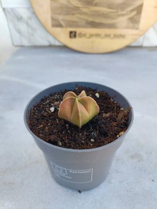 Astrophytum myriostigma variegata #2