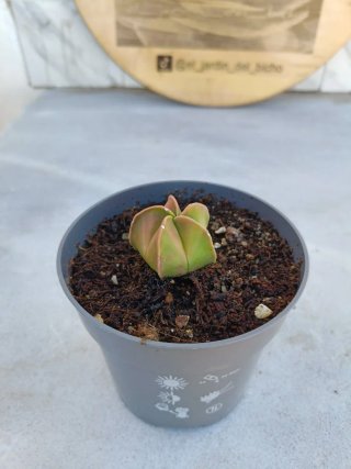 Astrophytum myriostigma variegata #2