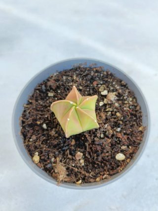 Astrophytum myriostigma variegata #2