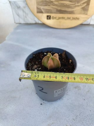 Astrophytum myriostigma variegata #2