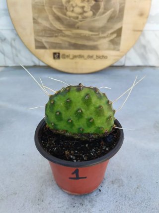 Opuntia decumbens #1