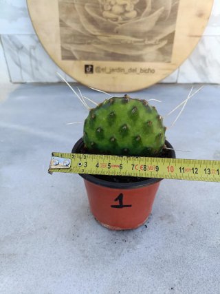 Opuntia decumbens #1