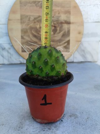 Opuntia decumbens #1