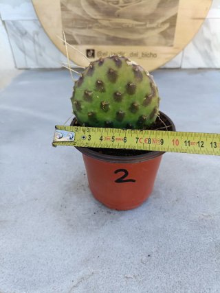 Opuntia decumbens #2