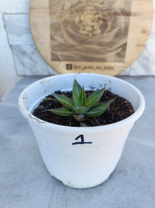 Agave univitatta #1