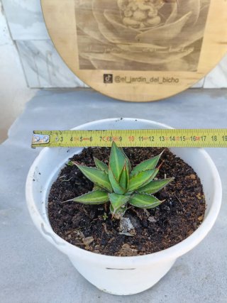 Agave univitatta #1