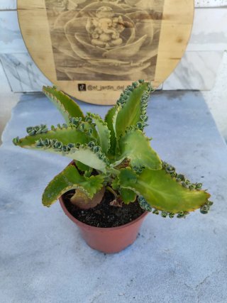 Kalanchoe pinnata