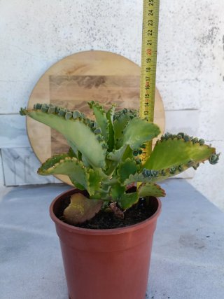 Kalanchoe pinnata