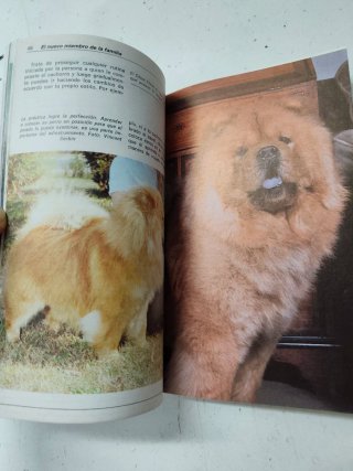 Libro raza chow chow