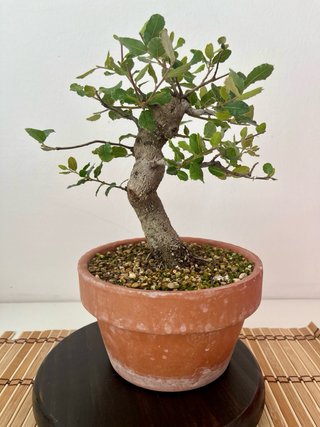Bonsái Alcornoque