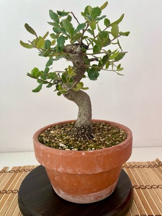 Bonsái Alcornoque