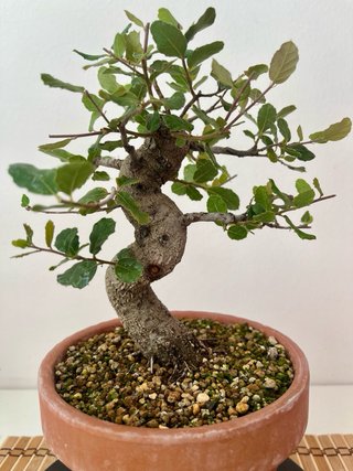Bonsái Alcornoque