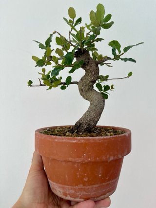 Bonsái Alcornoque