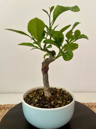 Bonsái Limonero Mini