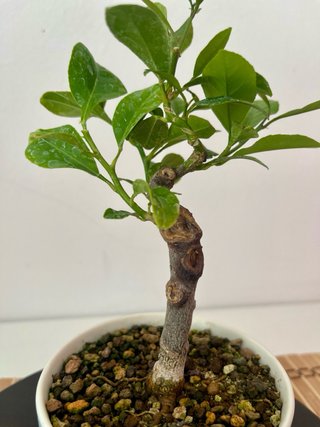 Bonsái Limonero Mini