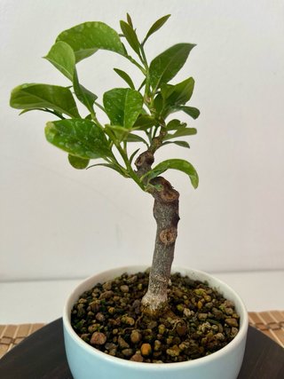 Bonsái Limonero Mini