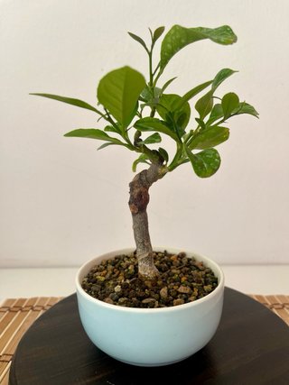 Bonsái Limonero Mini