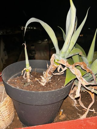 Plantas para regalar