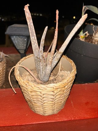 Plantas para regalar
