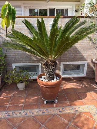 Palmera Cycas Revoluta Sago