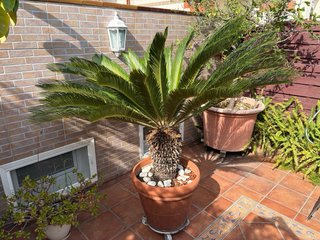 Palmera Cycas Revoluta Sago