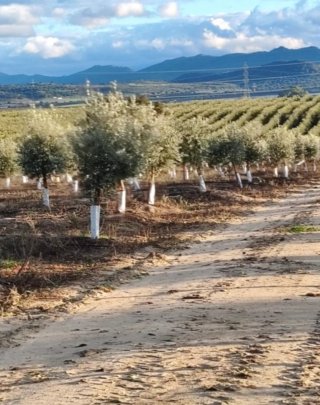 Finca Olivar Almendros Regadío Cáceres