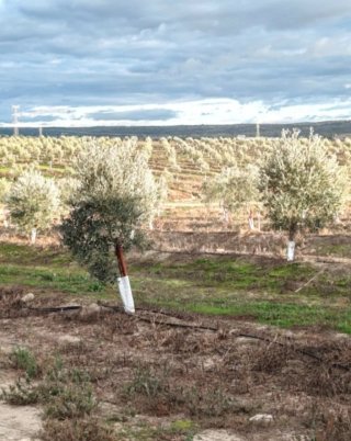 Finca Olivar Almendros Regadío Cáceres