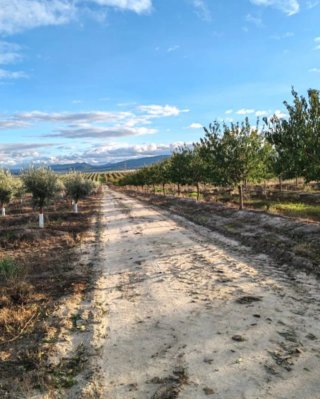 Finca Olivar Almendros Regadío Cáceres