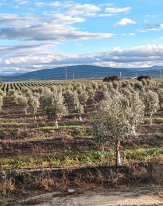 Finca Olivar Almendros Regadío Cáceres