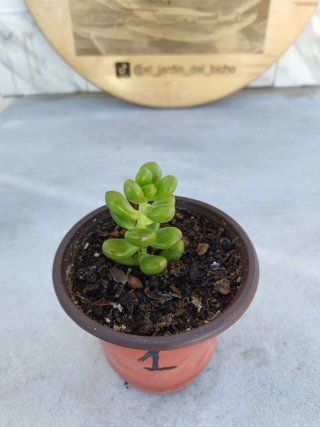 Sedum lucidum obesum #1