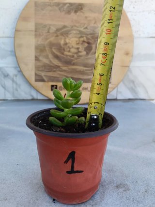 Sedum lucidum obesum #1