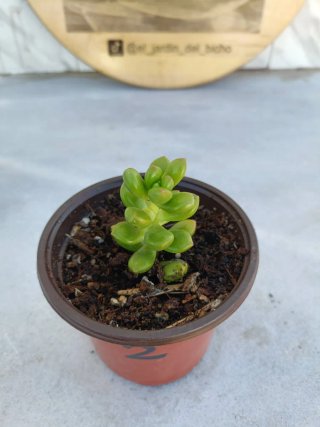 Sedum lucidum obesum #2