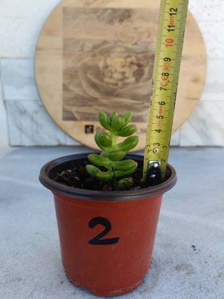 Sedum lucidum obesum #2