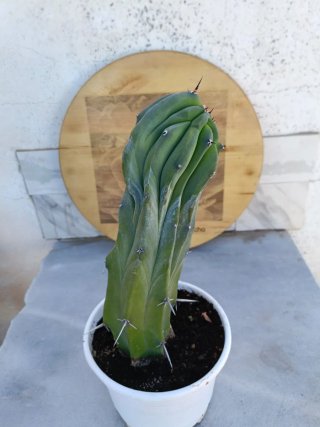 Myrtillocactus geometrizans cristata