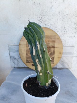 Myrtillocactus geometrizans cristata
