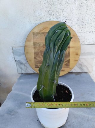 Myrtillocactus geometrizans cristata