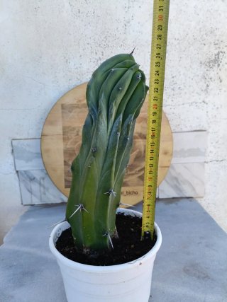 Myrtillocactus geometrizans cristata