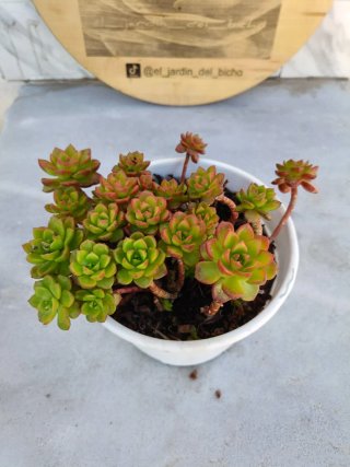 Sedeveria Letizia