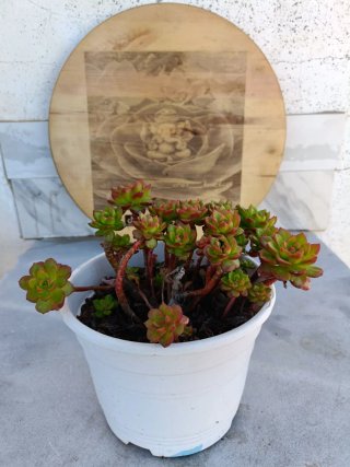 Sedeveria Letizia