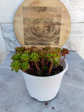 Sedeveria Letizia