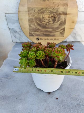 Sedeveria Letizia