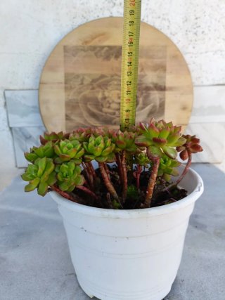 Sedeveria Letizia
