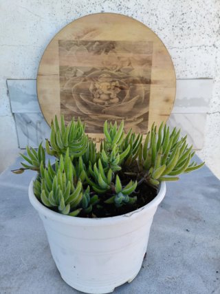 Crassula mesembryanthemoides