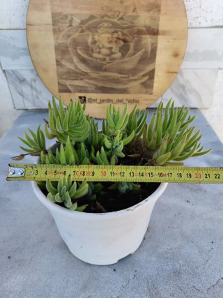Crassula mesembryanthemoides
